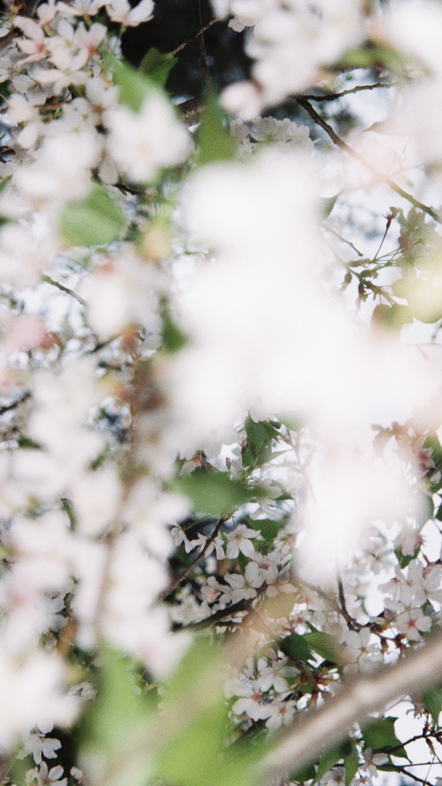 Pale blossoms blurred against green leaves