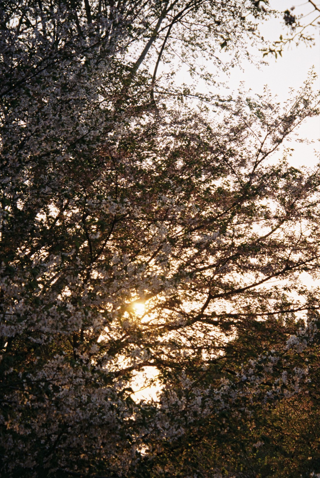 Sunlight filtering through dense trees